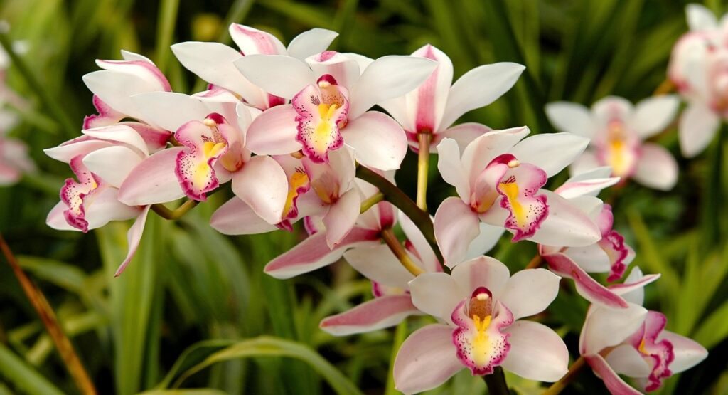 Orquídeas